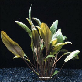 Cryptocoryne Mi Oya