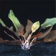 Cryptocoryne Cordata