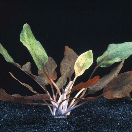 Cryptocoryne Cordata