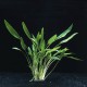 Cryptocoryne Lucens - Plante d'aquarium facile en pot
