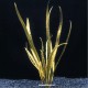 Cryptocoryne Retrospiralis - Plante facile pour aquarium