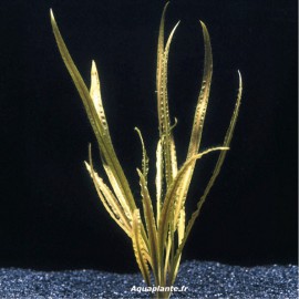 Cryptocoryne Retrospiralis