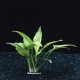 Cryptocoryne Pontederifolia - Plante facile pour aquarium