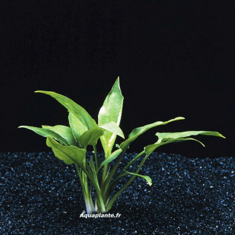Cryptocoryne Pontederifolia - Plante facile pour aquarium