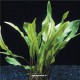 Cryptocoryne Lutea - Plante d'aquarium facile en pot