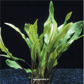 Cryptocoryne Lutea