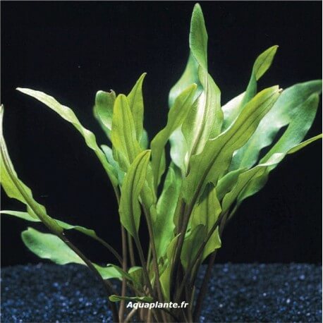 Cryptocoryne Lutea - Plante d'aquarium facile en pot
