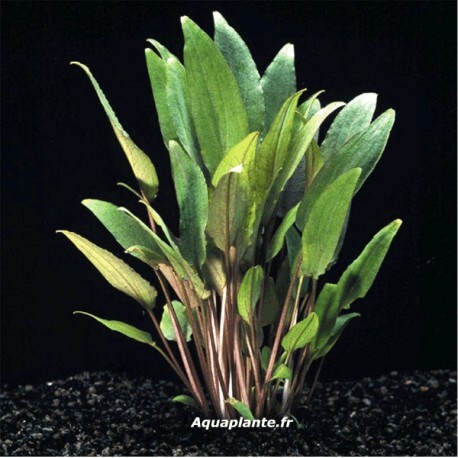 Cryptocoryne Petchii - Plante d'aquarium facile pour débutant