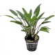 Cryptocoryne Nevelli - Plante d'aquarium facile en pot