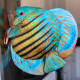 Ceramic Nature Peluche Discus