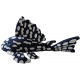 Ceramic Nature Peluche Sapphire Pleco