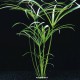 Cyperus Alternifolius - Plante pour aquaterrarium