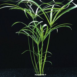 Cyperus Alternifolius