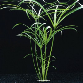 Cyperus Alternifolius