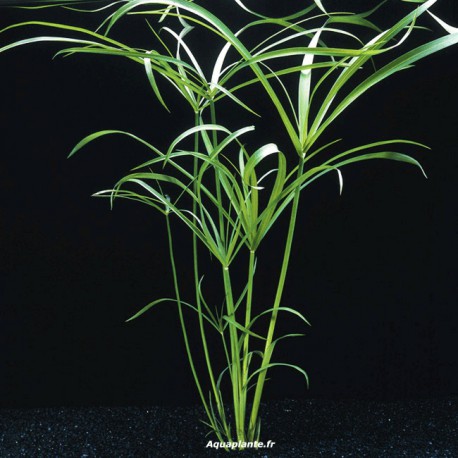 Cyperus Alternifolius - Plante pour aquaterrarium