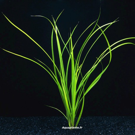 Cyperus Helferi - Plante d'arrière plan pour aquarium