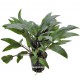 Cryptocoryne Undelatus Kasselman - Plante facile pour aquarium