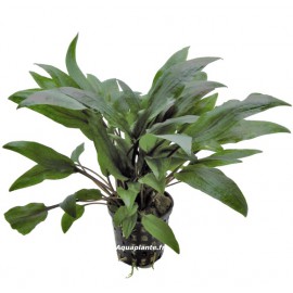 Cryptocoryne Undelatus Kasselman - Plante facile pour aquarium
