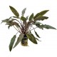 Cryptocoryne Undelatus Brown - Plante facile pour aquarium