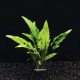 Cryptocoryne Wendtii Green - Plante d'aquarium facile pour débutant