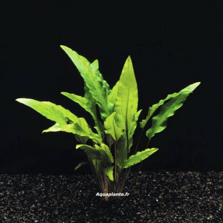 Cryptocoryne Wendtii Green - Plante d'aquarium facile pour débutant