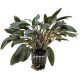 Cryptocoryne Wendtii Brown - Plante facile pour aquarium
