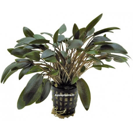 Cryptocoryne Wendtii Brown - Plante facile pour aquarium