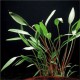 Cryptocoryne Willisii - Plante d'aquarium facile