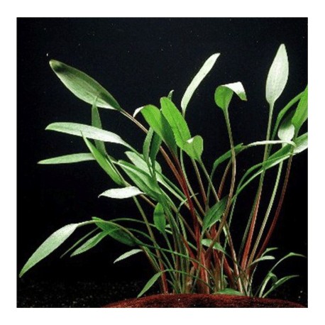 Cryptocoryne Willisii - Plante d'aquarium facile