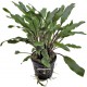 Cryptocoryne Undelatus Green - Plante facile pour aquarium