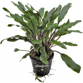 Cryptocoryne Undelatus Green