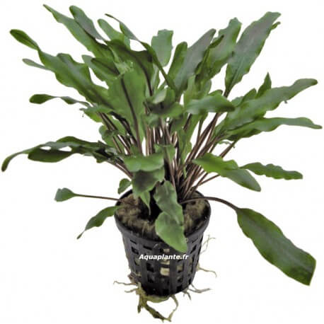 Cryptocoryne Undelatus Green - Plante facile pour aquarium