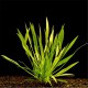 Echinodorus Augustifolius - Plante d'aquarium