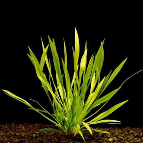 Echinodorus Augustifolius - Plante d'aquarium