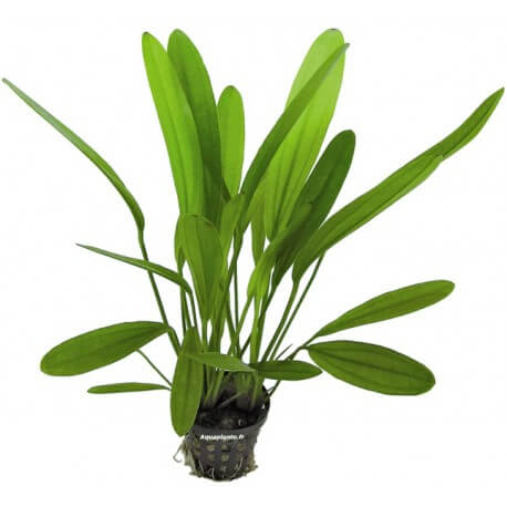 Echinodorus Africanus - Plante d'aquarium facile