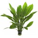 Echinodorus Bleheri - Plante d'aquarium facile pour débutants