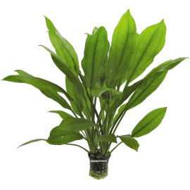 Echinodorus Bleheri - Plante d'aquarium facile pour débutants
