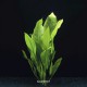 Echinodorus Bleheri - Plante d'aquarium facile pour débutants