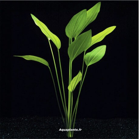 Echinodorus Argentinensis - Plante d'aquarium