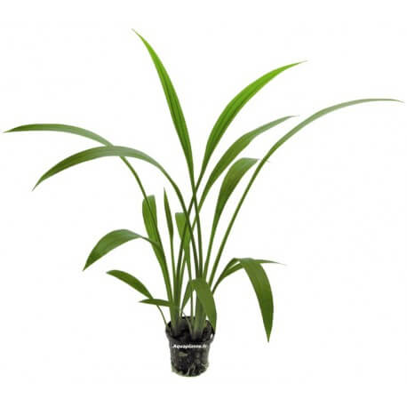 Echinodorus Decubens - Plante d'aquarium