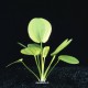 Echinodorus Cordifolius - Plante d'aquarium