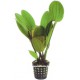 Echinodorus Compacta - Plante d'aquarium
