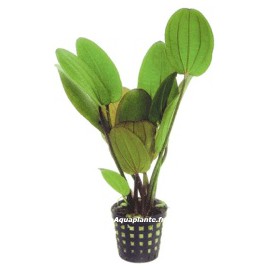 Echinodorus Compacta - Plante d'aquarium