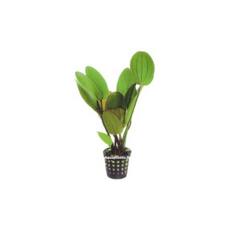 Plante d'aquarium vivante Echinodorus icus pot de 5 cm par 3 pièces