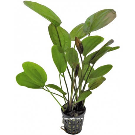 Echinodorus Chrileni - Plante d'aquarium