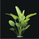 Echinodorus Grandifolius - Plante d'aquarium