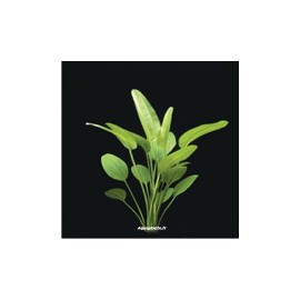 Echinodorus Grandifolius - Plante d'aquarium
