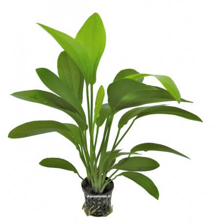 Echinodorus Harbii Rosa - Plante d'aquarium