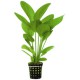 Echinodorus Harbii - Plante d'aquarium