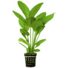Echinodorus Harbii - Plante d'aquarium